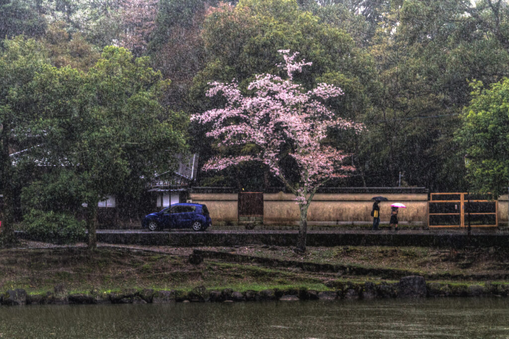 The featured image captures a serene scene of a cherry blossom tree in bloom during a gentle rain, with people walking under umbrellas. The sound of rain adds a sensory dimension to the visual experience.