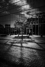 Image of this black and white image features a modern urban architectural scene with a tree casting intricate shadows on a patterned cobblestone pavement. the glass facade of a building reflects the sky and surrounding structures, creating a dynamic interplay of light and dark. ideal keywords include