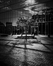 Image of this black and white image features a modern urban architectural scene with a tree casting intricate shadows on a patterned cobblestone pavement. the glass facade of a building reflects the sky and surrounding structures, creating a dynamic interplay of light and dark. ideal keywords include