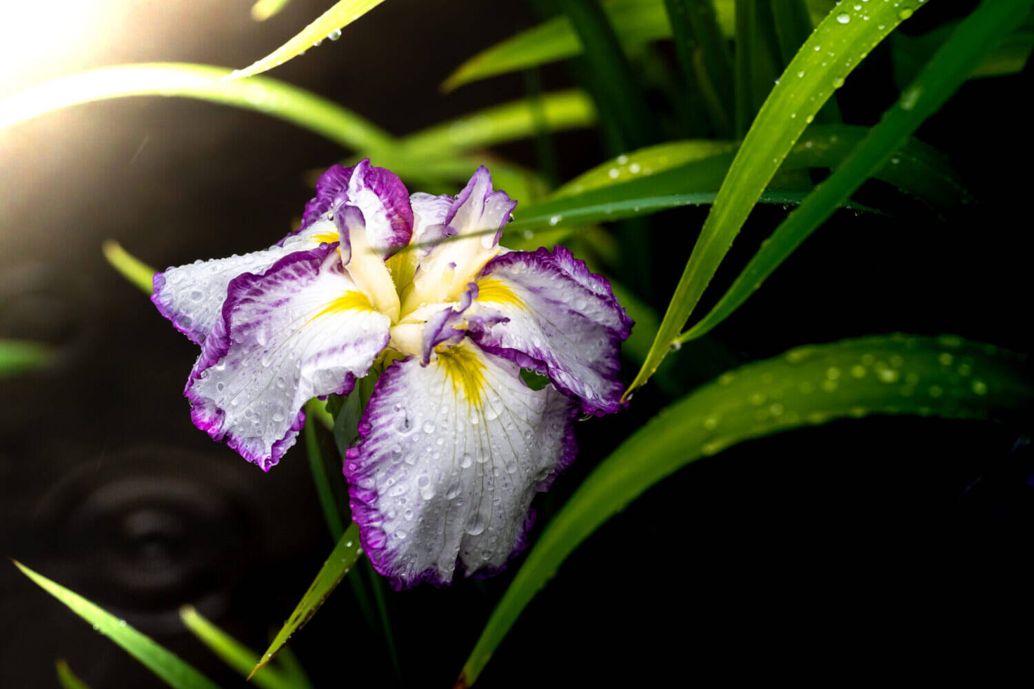 Image of close-up of a vibrant japanese iris with white petals edged in purple and a splash of yellow, adorned with dewdrops. the lush green leaves and soft lighting enhance the elegance of this exquisite flower, capturing the essence of a serene garden scene. perfect