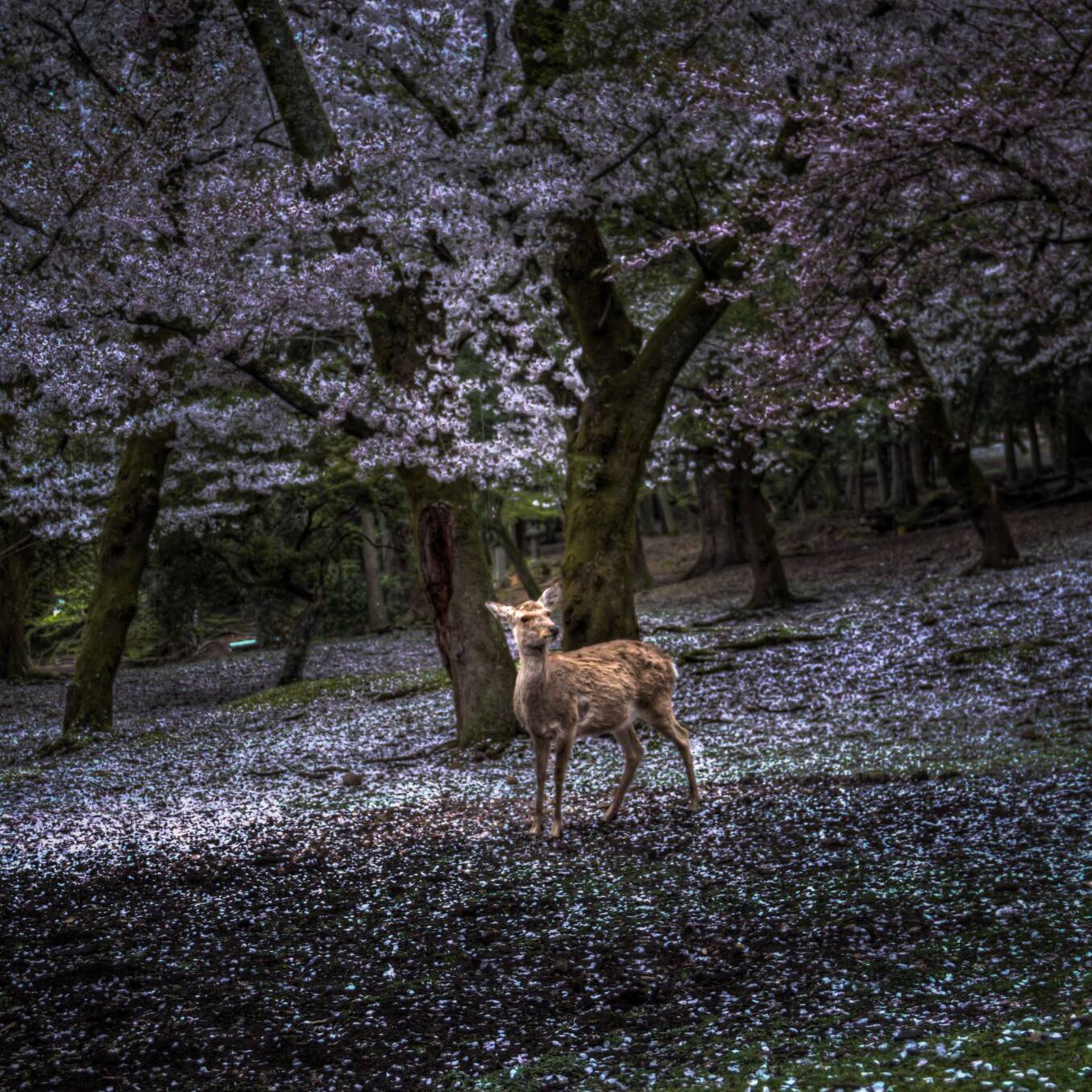 Image of a serene deer stands amidst a forest of blooming cherry blossom trees, creating a picturesque scene in nara park, japan. the ground and trees are carpeted with delicate pink petals, enhancing the tranquil atmosphere. ideal location for nature photography and wildlife enthusiasts visiting
