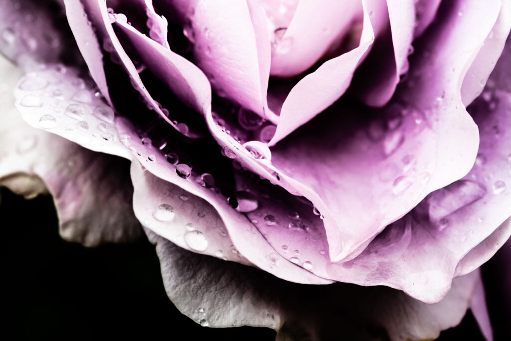 The featured image is a close-up of a purple flower, highlighting the delicate details of its petals and water droplets. This macro shot emphasizes the beauty and intricacy of nature, stimulating sensory perception.