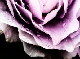 The featured image is a close-up of a purple flower, highlighting the delicate details of its petals and water droplets. This macro shot emphasizes the beauty and intricacy of nature, stimulating sensory perception.